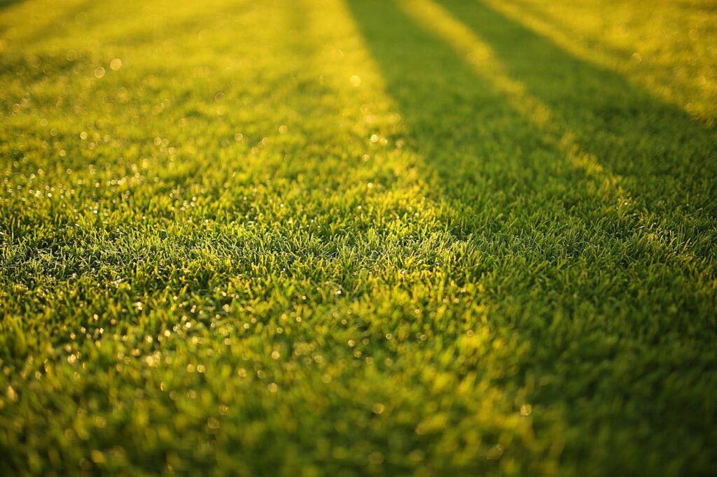 pexels-photo-572007 Close-up of vibrant green grass with soft shadows on a sunny day.