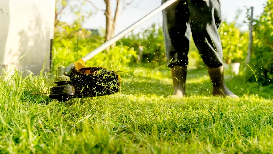 Whipper-Snipping -500px Lawnmax trimming grass with a yellow string trimmer in a sunny garden