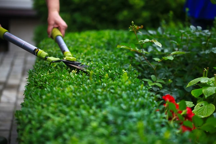 Hedging-and-Garden-Maintenance-Services | Lawnmax-Professional-Garden-Care Lawnmax trimming green garden hedge with pruning shears for hedging and garden maintenance.