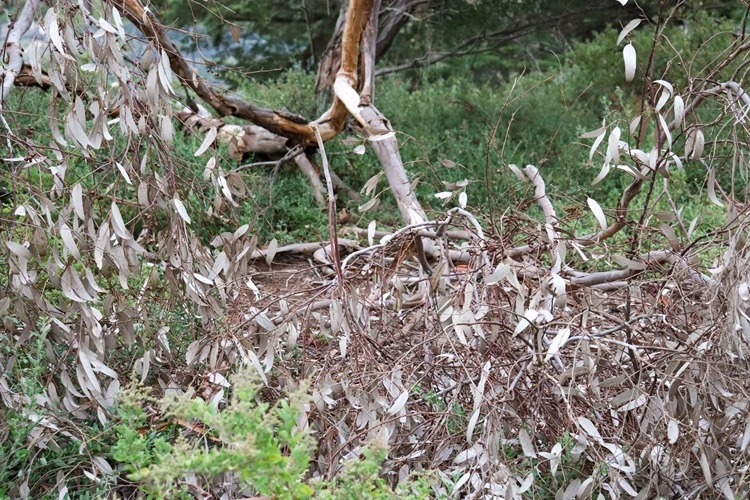 Professional Fire Prevention and Brush Clearing Services | Lawnmax Dry branches and overgrown brush cleared from property for fire prevention and safety