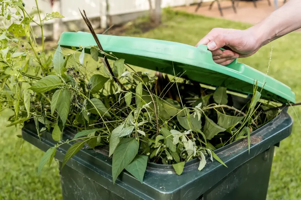 green-bin-container-filled-garden-waste-rubbish-714px Person lifting green bin lid filled with garden waste and green plant debris for rubbish removal.