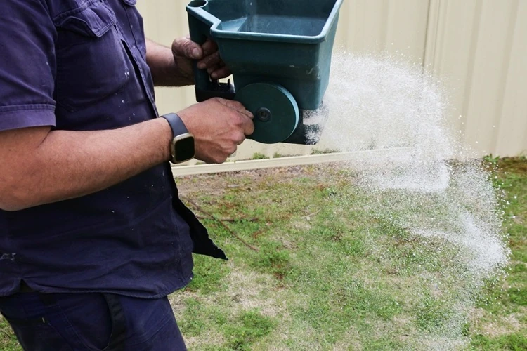 hands-gardener-spreading-fertiliser-on-grass-500px Lawnmax applying lawn fertiliser with a hand-held broadcast spreader over a patchy lawn