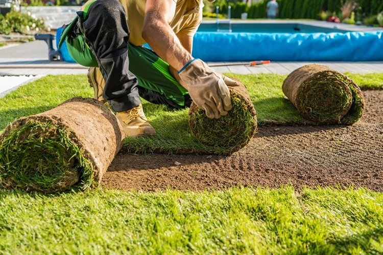 large-rolls-natural-grass-turfs-being-rolled-out-landscaping-500px Lawnmax landscaper laying rolls of fresh turf on soil to create a new lawn near a swimming pool