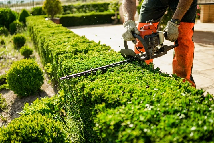 lawnmax-home-garden-concept-hedge-trimmer-action-500px Lawnmax trimming garden hedge with powered hedge trimmer for professional garden maintenance