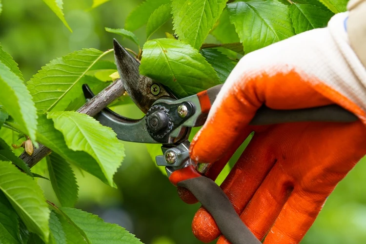 lawnmax-pruning-trees Close-up of Lawnmax wearing gloves pruning a leafy tree branch with pruning shears