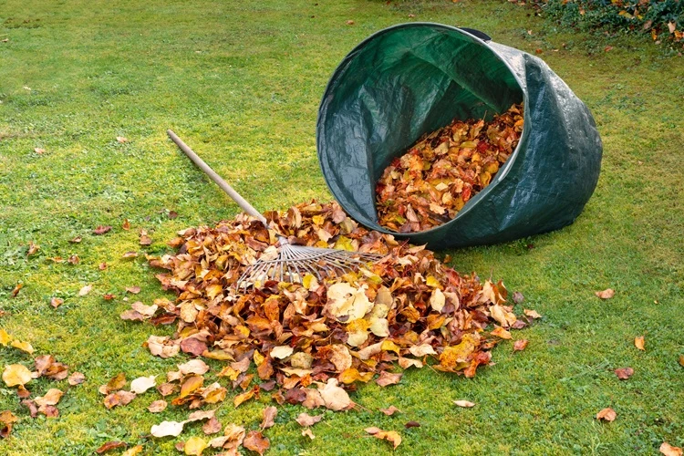leaf-raking-removal-green-bag-rake-leaves Rake and garden bag filled with fallen autumn leaves on a green lawn ready for removal