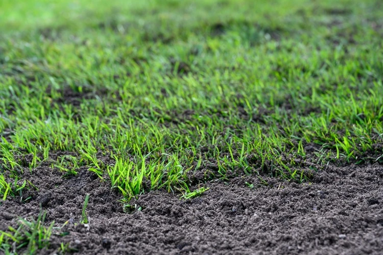 major-lawn-repair-reseeding-project-fresh-500px Close-up of fresh green grass sprouts growing from rich, dark soil in a newly seeded lawn