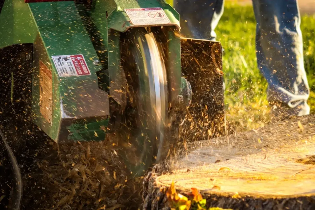 Close-up of powerful stump grinding machine cutting a large tree stump with wood chips flying