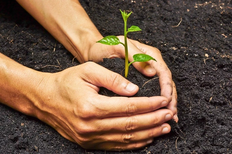 tree-planting-services-two-hands-holding-caring-young-green Hands gently planting a young green seedling into rich dark soil for garden growth.