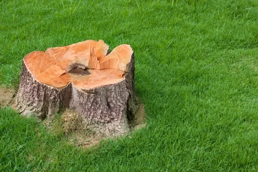 Freshly cut tree stump in a green lawn after tree removal