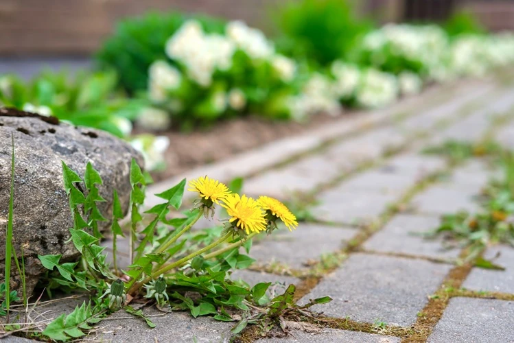 lawnmax-weeding-yellow-dandelions-have-sprouted-between-cracks-500px Dandelion weeds growing between paved garden pathway stones.