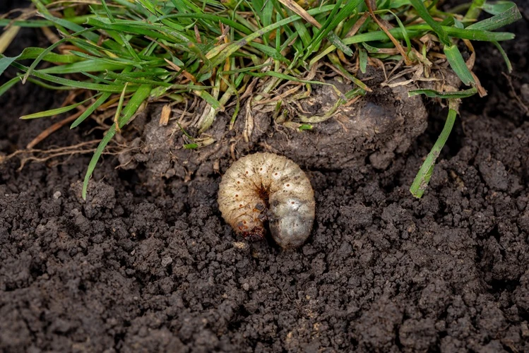white-lawn-grub-soil-grass-lawncare-500px Close-up of a garden grub worm found in soil beneath turf grass causing lawn damage.